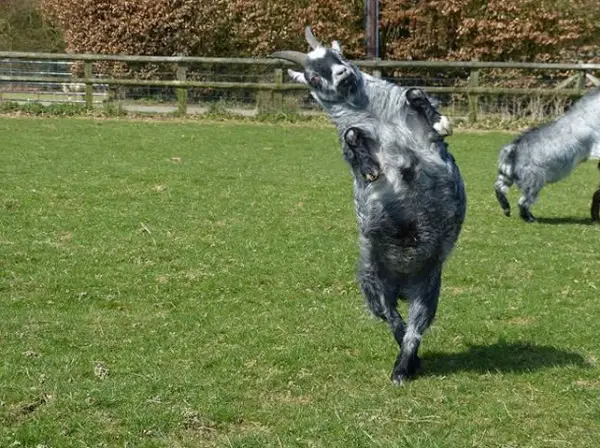 16 animals with some really slick moves 6