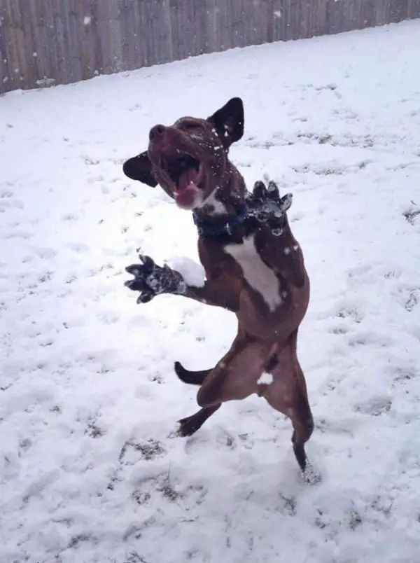 16 animals with some really slick moves 7