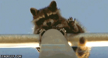 16 gifs of adorable little thieves 1