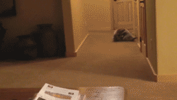 16 gifs of adorable little thieves 11