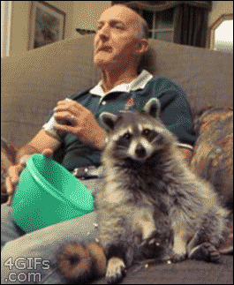 16 gifs of adorable little thieves 16