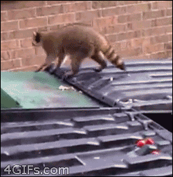 16 gifs of adorable little thieves 7