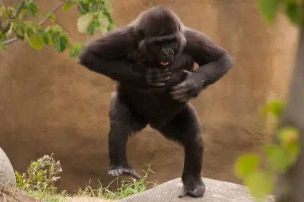 17 animals with some serious moves 11