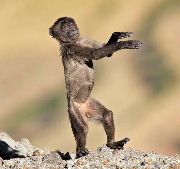 17 animals with some serious moves 13