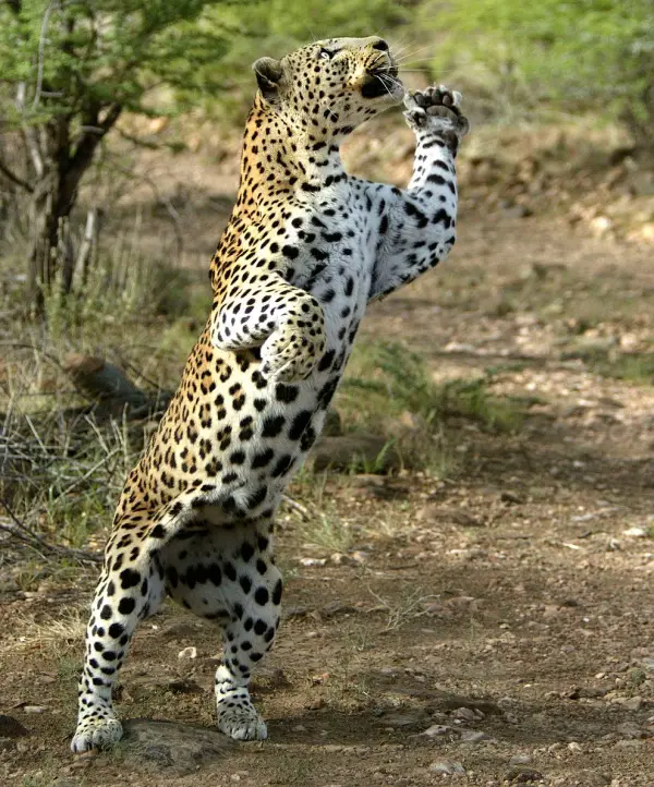 17 animals with some serious moves 14