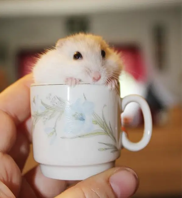 17 cups of cuteness coming right up 1