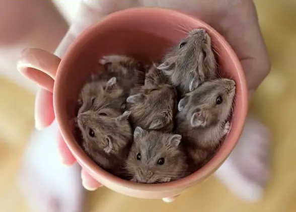17 cups of cuteness coming right up 10