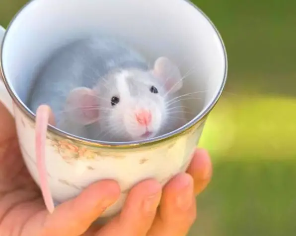 17 cups of cuteness coming right up 11