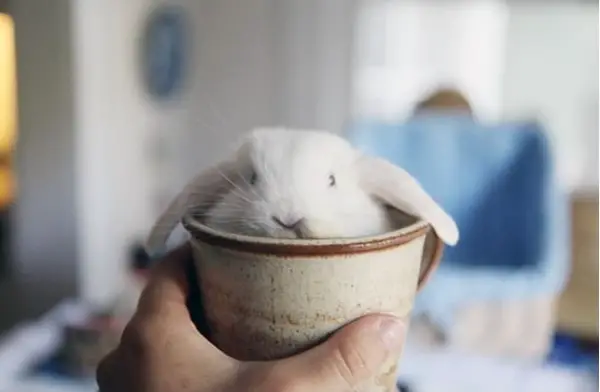 17 cups of cuteness coming right up 16
