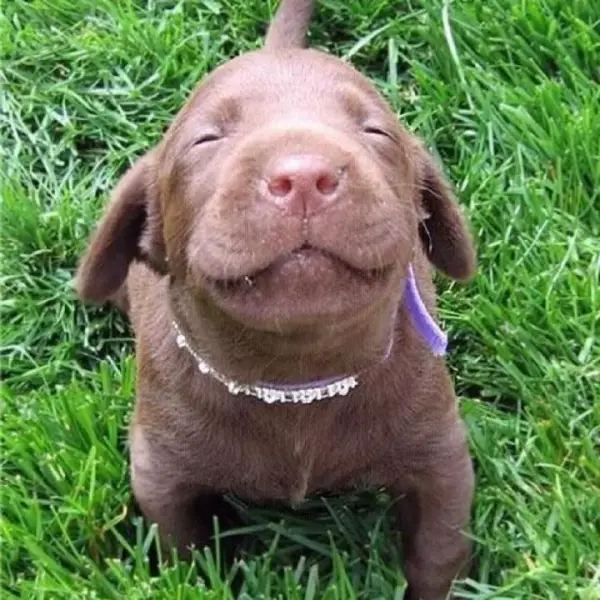 17 smiling animals to start your day 1