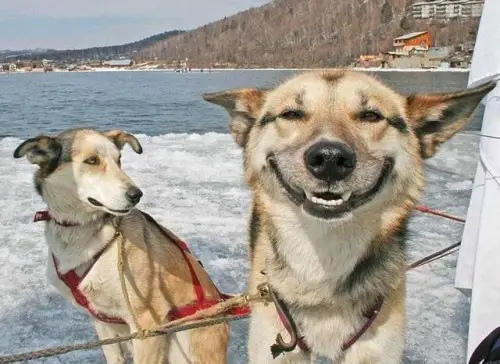 17 smiling animals to start your day 14