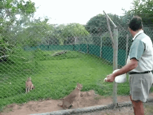 19 things you wont expect at zoo 10