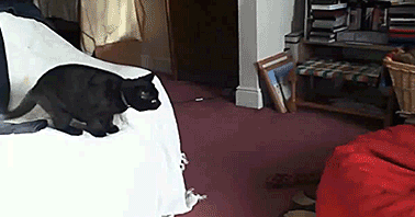25 adorable new animal gifs that will surely make you smile 12