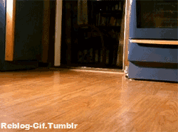 25 adorable new animal gifs that will surely make you smile 13
