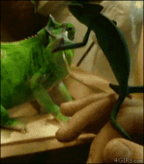 25 adorable new animal gifs that will surely make you smile 14