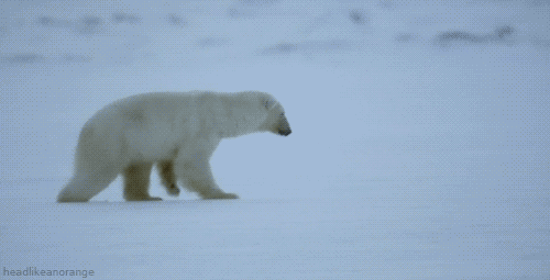 25 adorable new animal gifs that will surely make you smile 15
