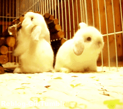 25 adorable new animal gifs that will surely make you smile 18