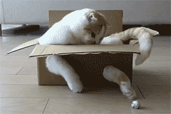 25 adorable new animal gifs that will surely make you smile 23