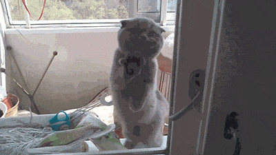 25 adorable new animal gifs that will surely make you smile 4