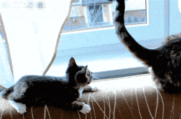 25 adorable new animal gifs that will surely make you smile 7
