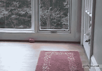 25 adorable new animal gifs that will surely make you smile 8