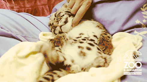 25 animal gifs that will make your day 12