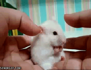 25 animal gifs that will make your day 13