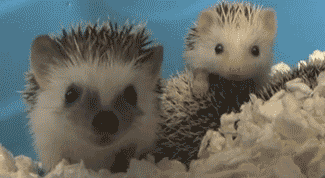 25 animal gifs that will make your day 14
