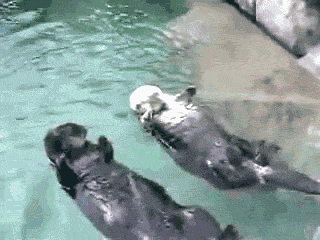 25 animal gifs that will make your day 16