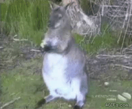 25 animal gifs that will make your day 19