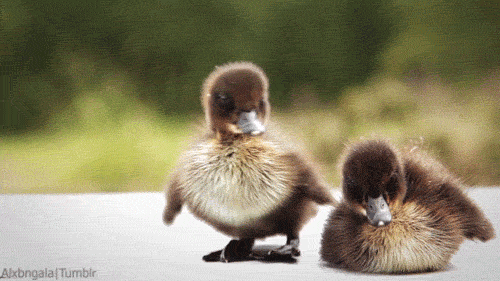 25 animal gifs that will make your day 22