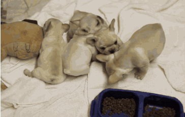 25 animal gifs that will make your day 9