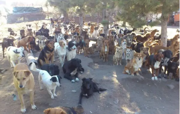 450 dogs asked for help and the internet answered 11