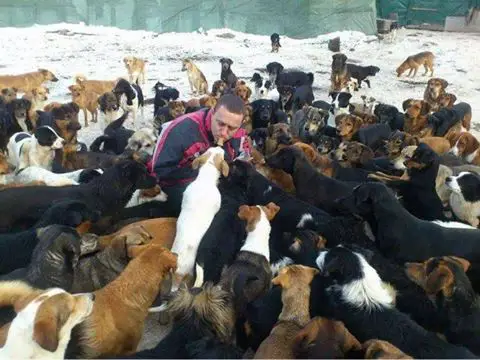 450 dogs asked for help and the internet answered 12