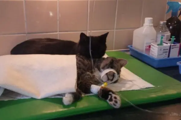 7 pictures of the nurse cat that helps his sick buddies in shelter get better 3