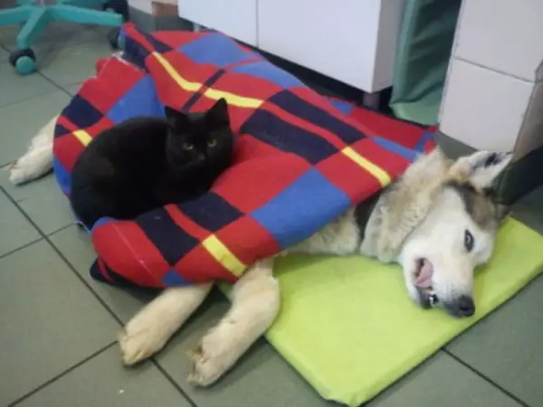 7 pictures of the nurse cat that helps his sick buddies in shelter get better 4