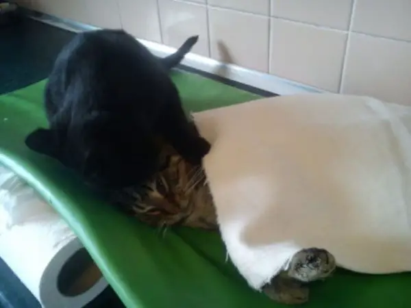7 pictures of the nurse cat that helps his sick buddies in shelter get better 6