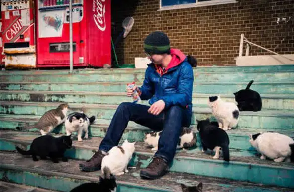 8 places every cat lover must visit at least once in a lifetime 2