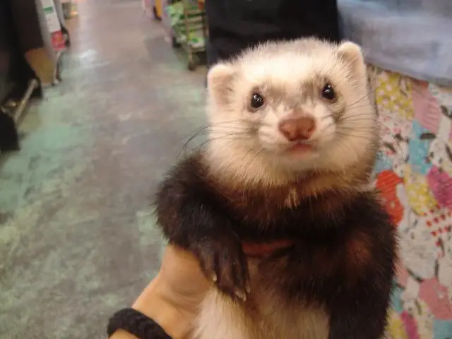9 reasons ferrets are great pets 2