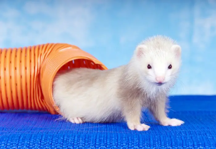 9 reasons ferrets are great pets 3
