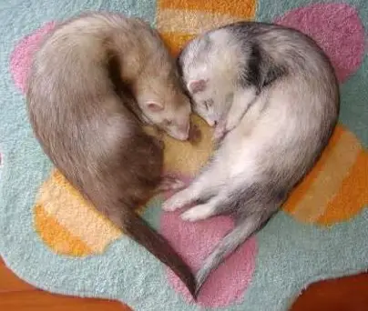 9 reasons ferrets are great pets 4