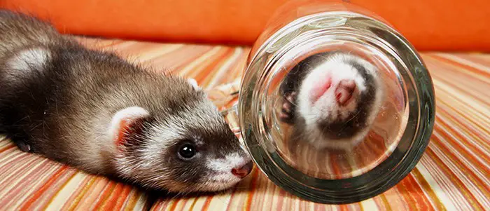 9 reasons ferrets are great pets 6