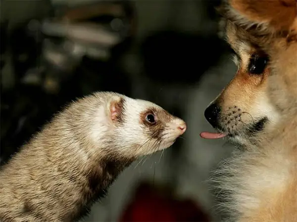 a cat a dog a ferret 10 pictures 1
