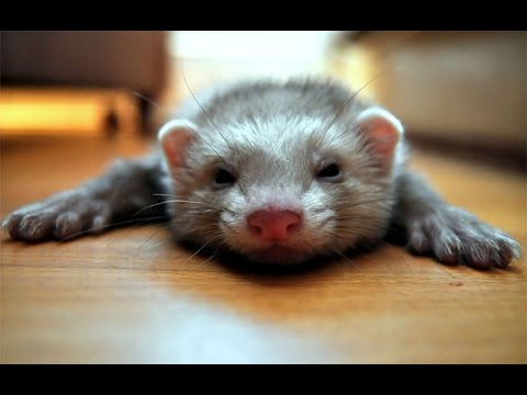 a cat a dog a ferret 10 pictures 2