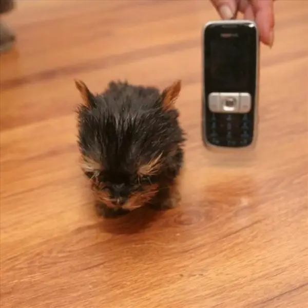 a dog smaller than a nail polish 08
