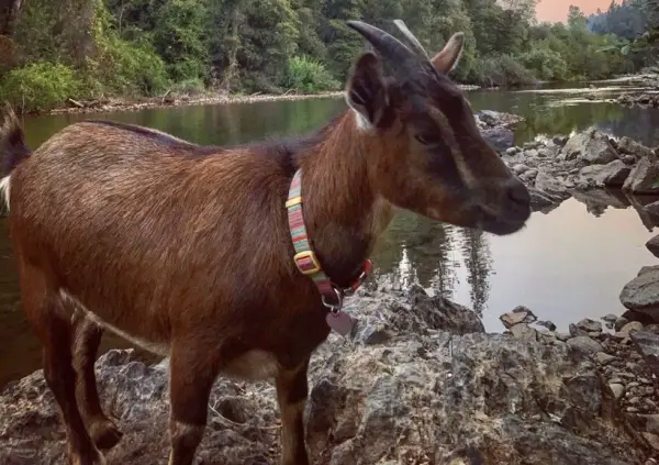a goat that has seen the world 10 pictures 10