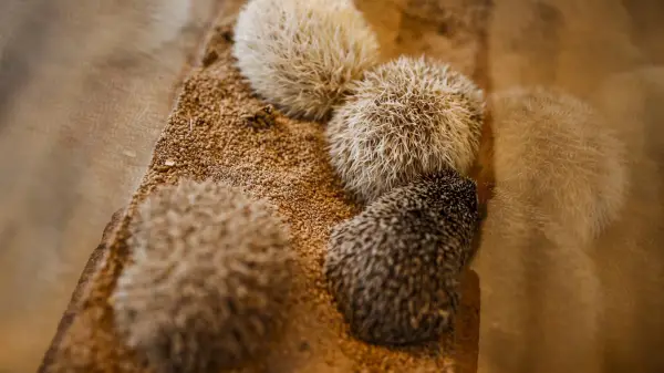 a must visit for hedgehog lovers 19 pictures 10