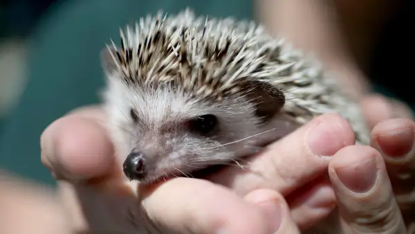 a must visit for hedgehog lovers 19 pictures 11