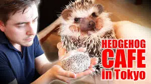 a must visit for hedgehog lovers 19 pictures 15