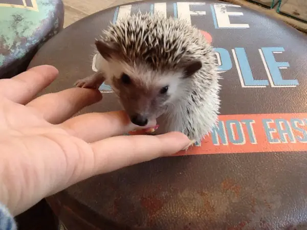 a must visit for hedgehog lovers 19 pictures 16